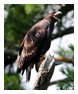 Bald Eagle Photos 151