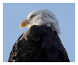 Bald Eagle Photos 152