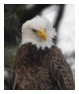 Bald Eagle Photos 154