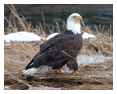 Bald Eagle Photos 155