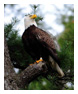 Bald Eagle Photos 156