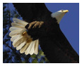 Bald Eagle Photos 157
