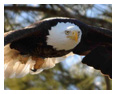 Bald Eagle Photos 158