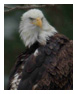 Bald Eagle Photos 162
