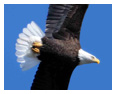 Bald Eagle Photos 166