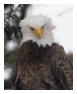 Bald Eagle Photos 167