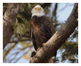 Bald Eagle Photos 168