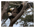 Bald Eagle Photos 171