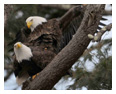 Bald Eagle Photos 173