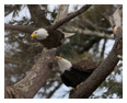 Bald Eagle Photos 175