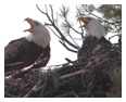 Bald Eagle Photos 179