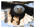 Bald Eagle Photos 182