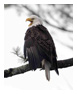 Bald Eagle Photos 187
