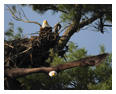 Bald Eagle Photos 189