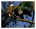 Bald Eagle Photos 196