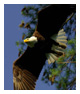 Bald Eagle Photos 197