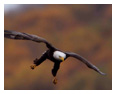 Bald Eagle Photos 207