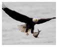 Bald Eagle Photos 208