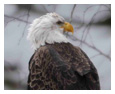 Bald Eagle Photos 212