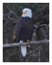 Bald Eagle Photos 215
