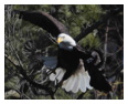 Bald Eagle Photos 216