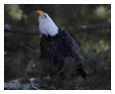 Bald Eagle Photos 219