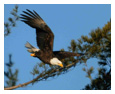 Bald Eagle Photos 222