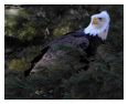 Bald Eagle Photos 223