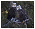 Bald Eagle Photos 227