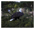 Bald Eagle Photos 230