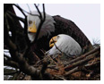 Bald Eagle Photos 231