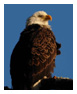 Bald Eagle Photos 233