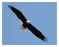 Bald Eagle Photos 236
