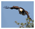 Bald Eagle Photos 239