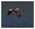 Bald Eagle Photos 242