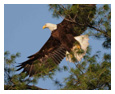 Bald Eagle Photos 244
