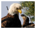 Bald Eagle Photos 247