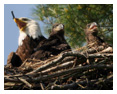 Bald Eagle Photos 248