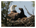 Bald Eagle Photos 249