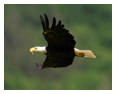 Bald Eagle Photos 250