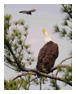 Bald Eagle Photos 252