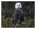 Bald Eagle Photos 256