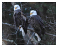 Bald Eagle Photos 258