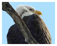 Bald Eagle Photos 261