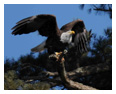 Bald Eagle Photos 263