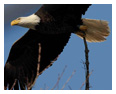 Bald Eagle Photos 265