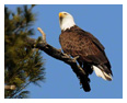Bald Eagle Photos 266