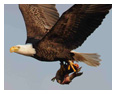Bald Eagle Photos 271
