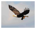 Bald Eagle Photos 272