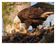Bald Eagle Photos 275